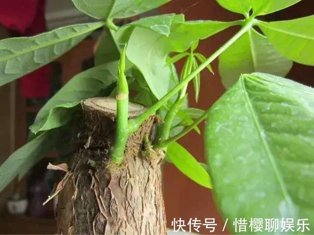 发财树叶子落光快死了别担心,只要简单几招就能生机勃勃