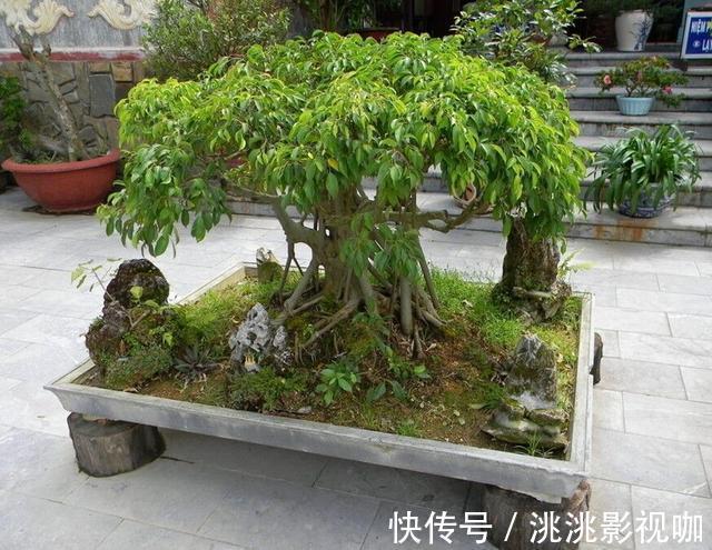 观赏价值|2种“镇宅树”,猪年养一盆,财运旺旺旺,观赏价值高!