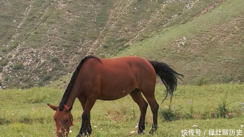 上联&上联“好马不吃回头草”,下联对得太绝,道出人生真谛