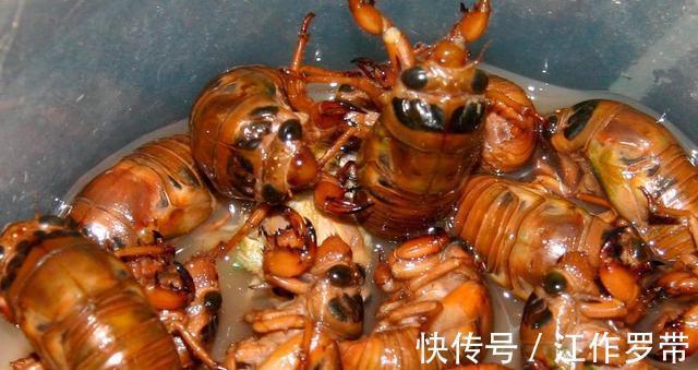 身体不适|吃“知了猴”有什么危害?多数人可能还不清楚,吃前不妨先了解下