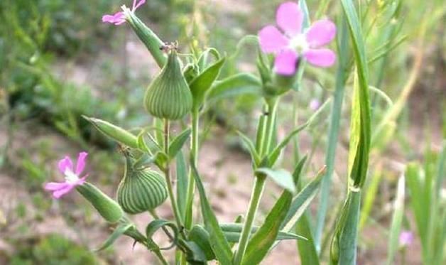 清肺|天然的“止咳王”暴露了,一野草用来煮水,清肺化痰,整年不咳嗽