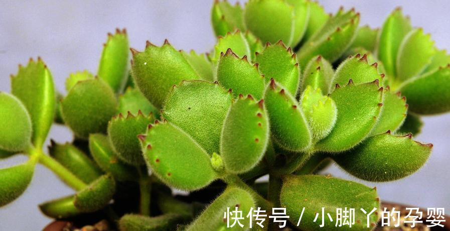 镊子|多肉植物底部枯叶该清理吗,别纠结,别让枯叶伤害到美美的多肉