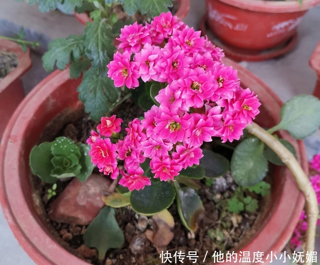 5月养长寿花,记得做好4件事,多长新枝,花期多开花