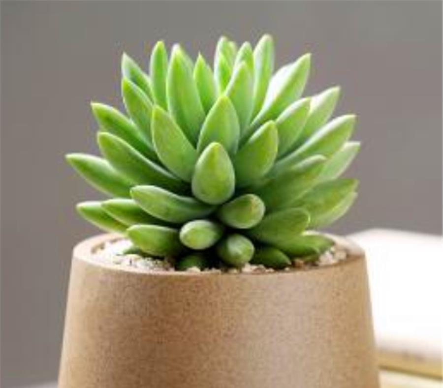 千佛手养护有2怕,难怪叶片干瘪杆子歪,学会了饱满晶莹端正挺拔