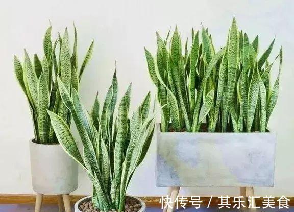 养虎皮兰,记住这一关键点,叶片饱满壮实,一次冒10芽,长爆盆