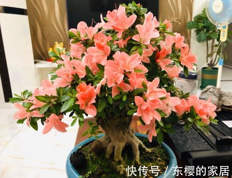 技巧|草木灰能“补钾壮根”,但是使用方法有技巧,用错就会黄叶僵苗