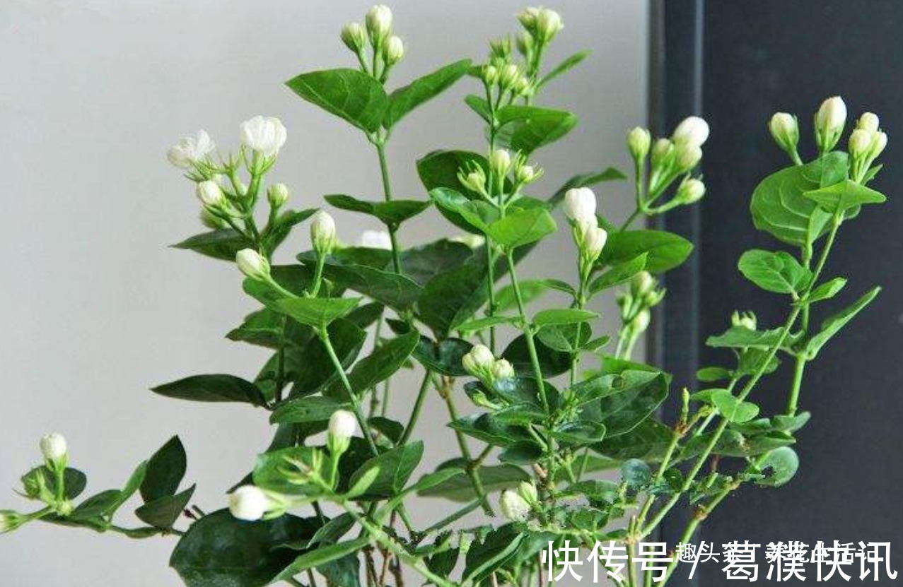 茉莉花怎么养学会“3个”方法，枝条健壮叶子绿，花朵洁白繁多