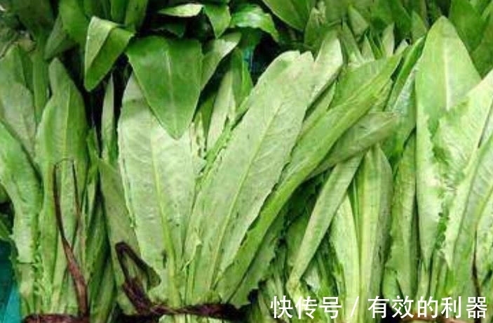 小白|原产自欧美的野菜,在国内被称“百菜之王”,吃它还能降胆固醇
