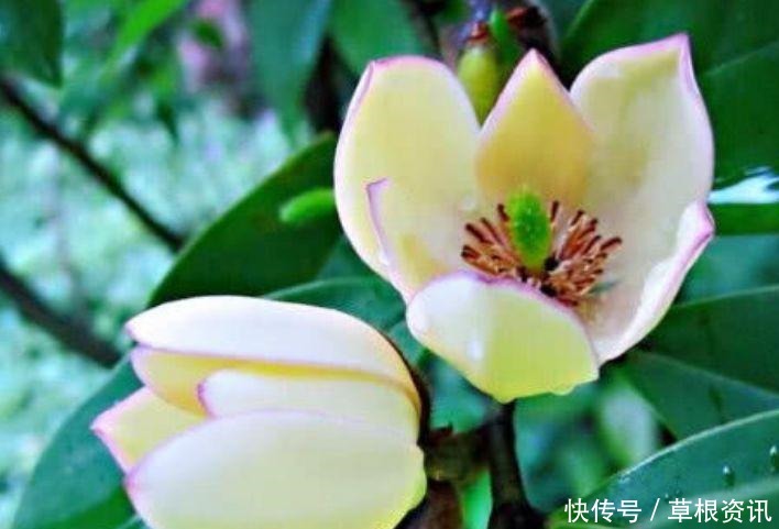 “4种花”最适合女生养,花色全还香,沁人心脾,芳香满屋