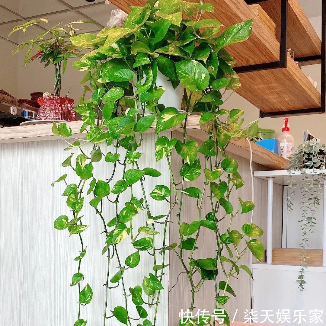 绿萝、吊兰变异了这些品种，你未必都见过！