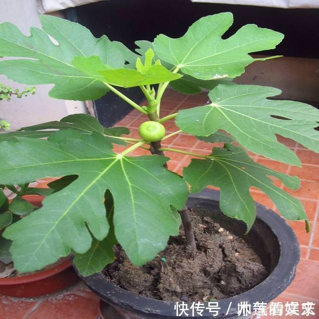 无花果|阳台种“无花果”,注意3个小细节,不掉果,果子多,甜又大!