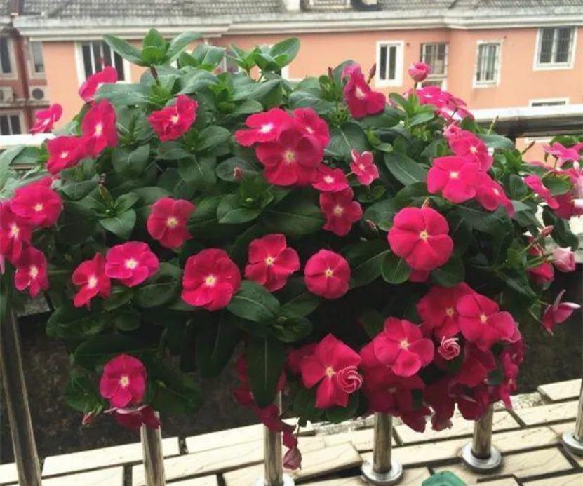 3月最适合养这8种花,开花又大又多,如锦似绣,美翻整个家