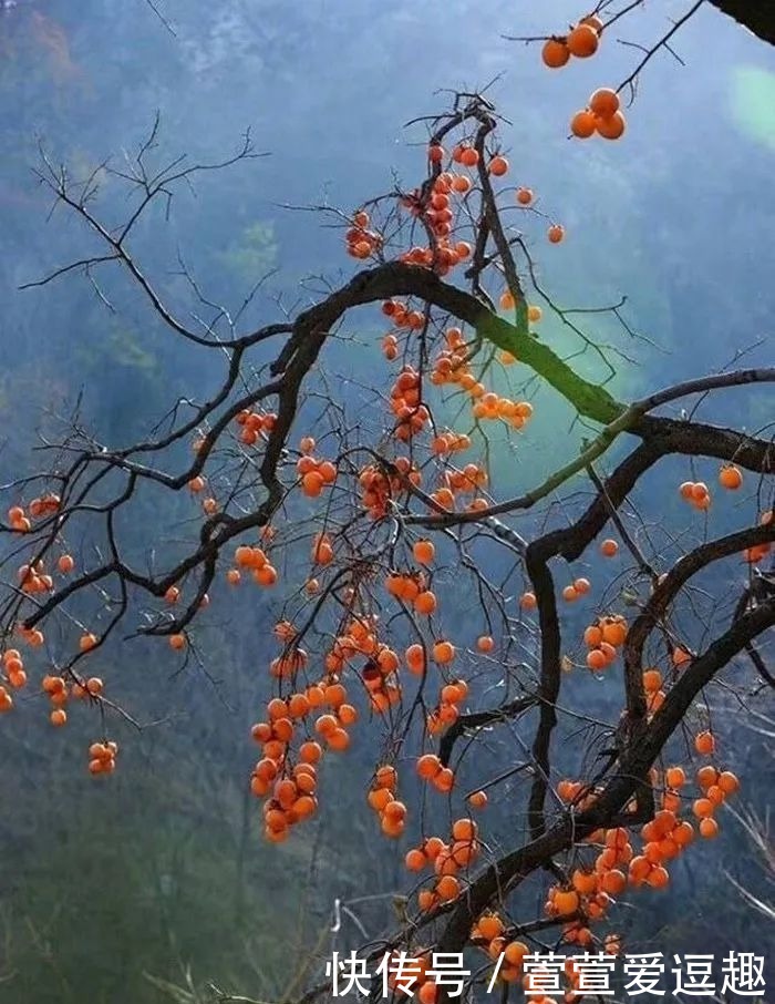 庭院种什么树最吉利,还好看?