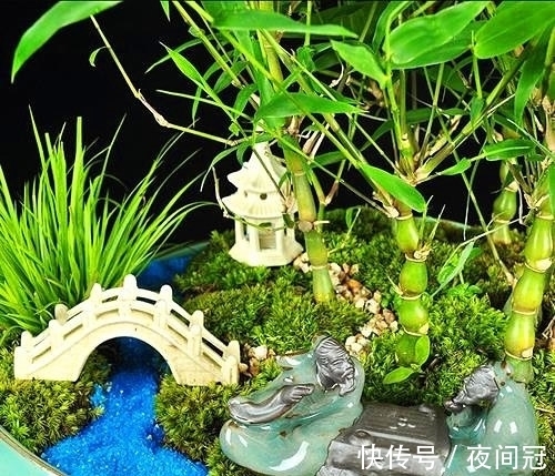 这“竹子”这么大个肚子,可谓“宰相”,好看旺财,能养20年