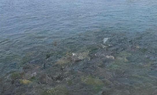 野钓都是人找鱼，应找好鱼窝再开钓