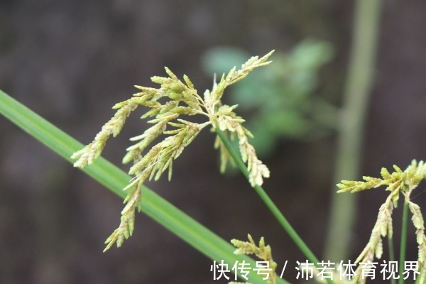 农村|农村一种不起眼的野草,常被乡下人“嫌弃”,却不知是珍贵草药