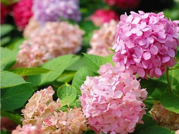 土壤|4种花超漂亮,个个美出状态,花开不断,还能旺财!