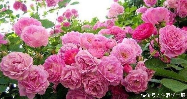 养花试试此几款,花朵小巧玲珑,花姿妖娆,美极了