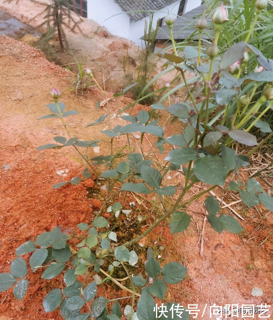 网上买月季，先看是不是嫁接，最好不好买嫁接的，越长越岔劈