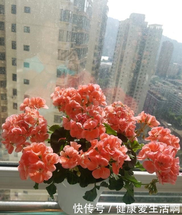 此花是世界名花,观赏价值高,花期全年,好养易成活,是盆栽佳品!