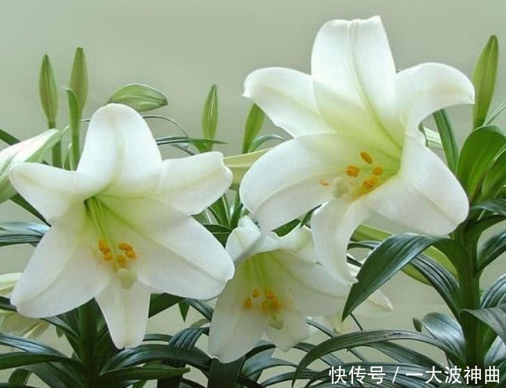 太阳花|4种花养家里,人养花,花也养人,空气清香去异味,漂亮好养