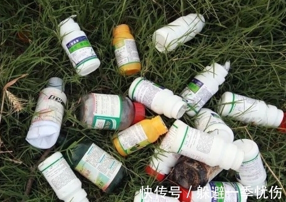 月季药害了怎么办,做好4点防药害,及时干预促生长