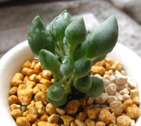 名字好听，长得又好看的多肉—锦上珠，水滴状叶子太好看