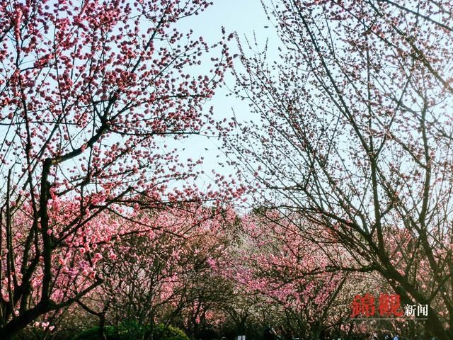 花开天府，春节赏花看过来