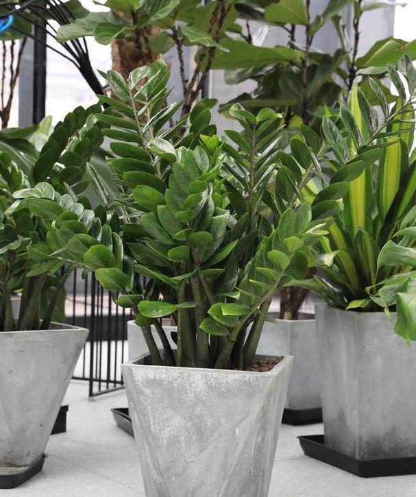 这些镇宅盆景摆放在客厅,可让人身心愉悦,最受富人青睐