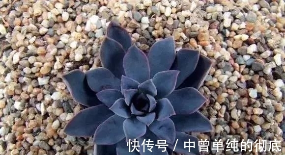 夜皇后|盘点：20种世界上最黑的花，黑的美，黑的妙，黑的呱呱叫