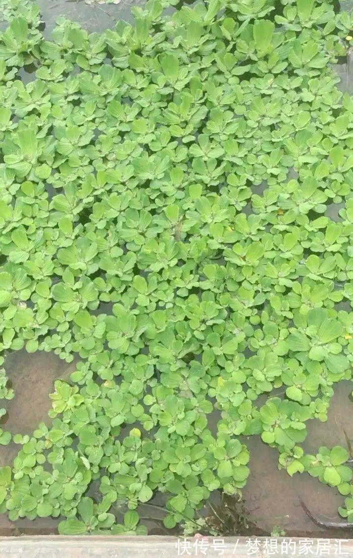 10种花太能喝水,一天一瓢水,7天爆满缸