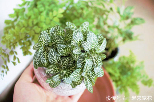 新手不会养花 选这几种 好养爆盆快 阳台轻松变花海 快资讯