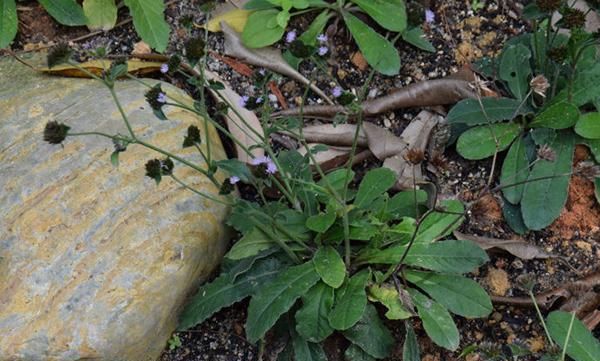 特效药|这东西，人称地胆草，是治口腔溃疡“特效药”，如需要，请重视！