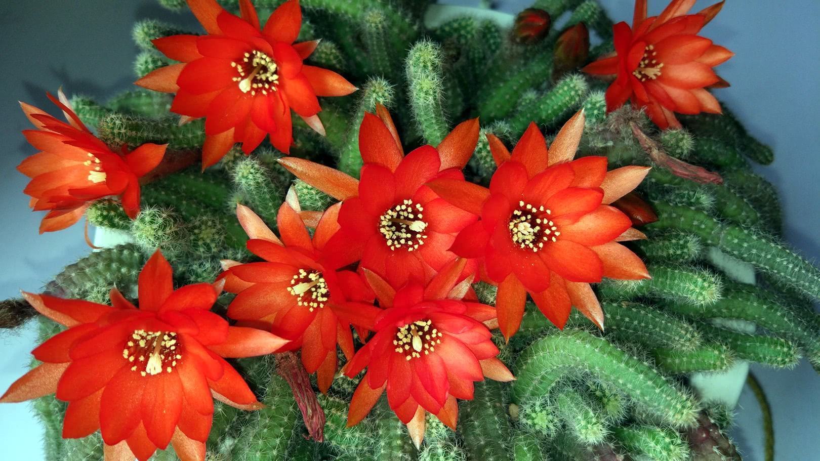 好养|养2种仙人球,开花量比“蟹爪兰”还大,关键耐旱、好养