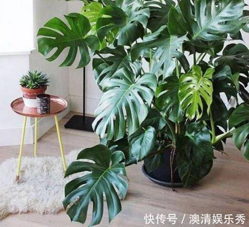 叶片|客厅种上4种花，大气上档次，越养越干净，来客倍有面子！