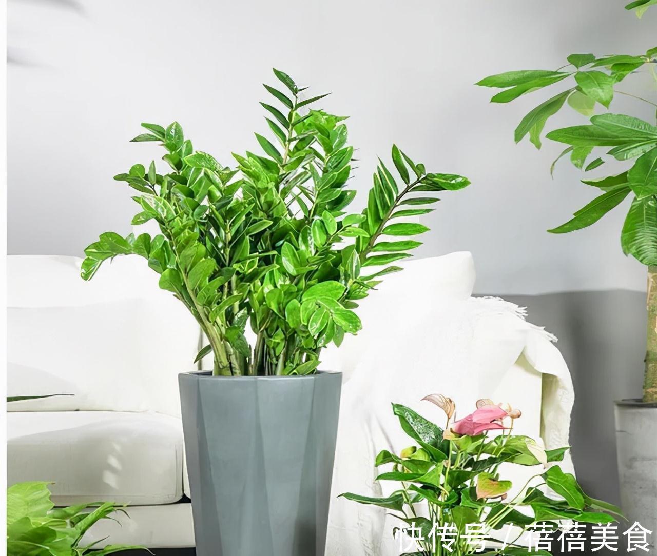 19种常见花“耐寒能力”一览表,天冷要不要“入室”,看看就知道