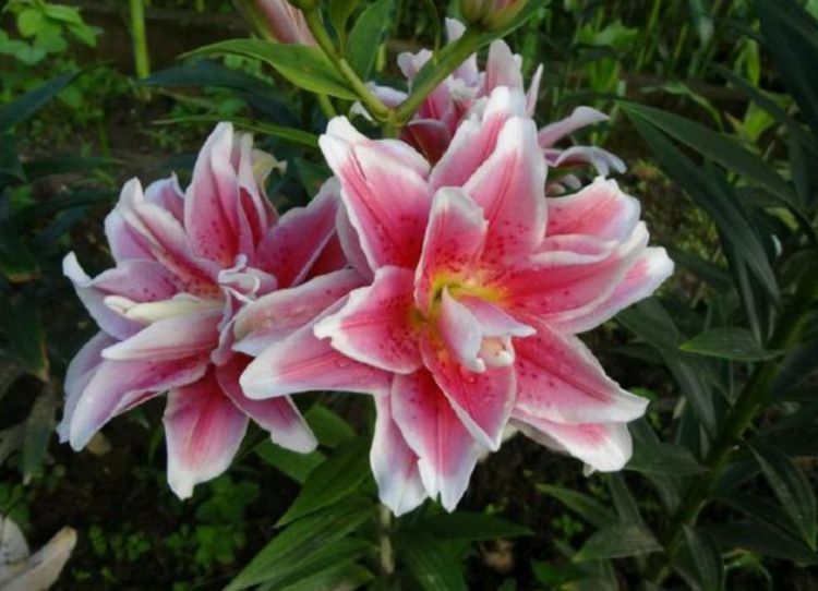 自带“贵气”的几种花，花大色艳，花香易打理，养在客厅美极了