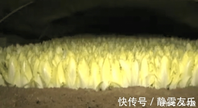 告知删除|农民种植“见不得光”的蔬菜,在欧洲很火,价格贵但味道不如白菜