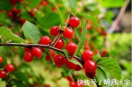 维生素c|聪明人喜欢吃3种食物，美容养生、滋补身体，好吃又不贵！