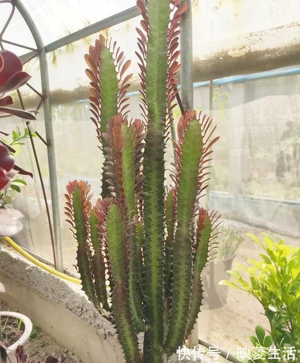 龙骨|2个“大窍门”，扦插龙骨棒，3年窜屋顶，九柱龙镇宅又强壮