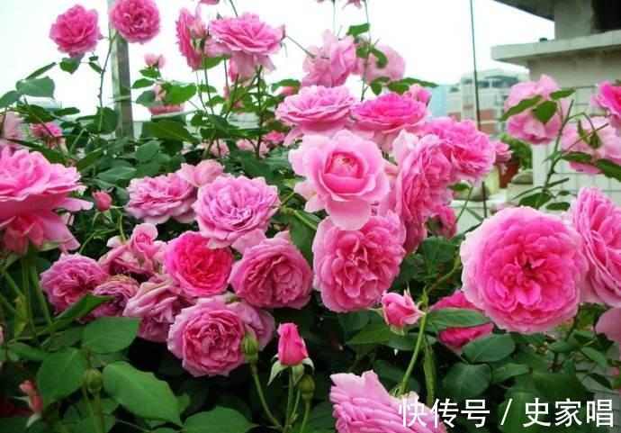 最值得入手的月季,大游行