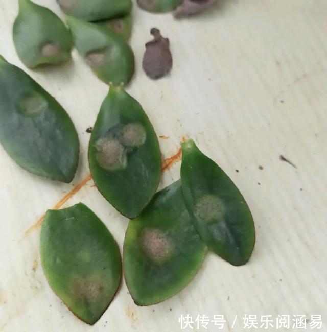 夏天|10种不能淋雨的花,淋完雨就死,盆栽养花注意事项