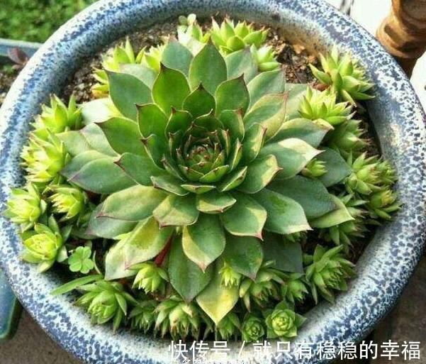 它堪称普货多肉之王,盆栽把控好5个细节,犹如朵朵盛开的莲花