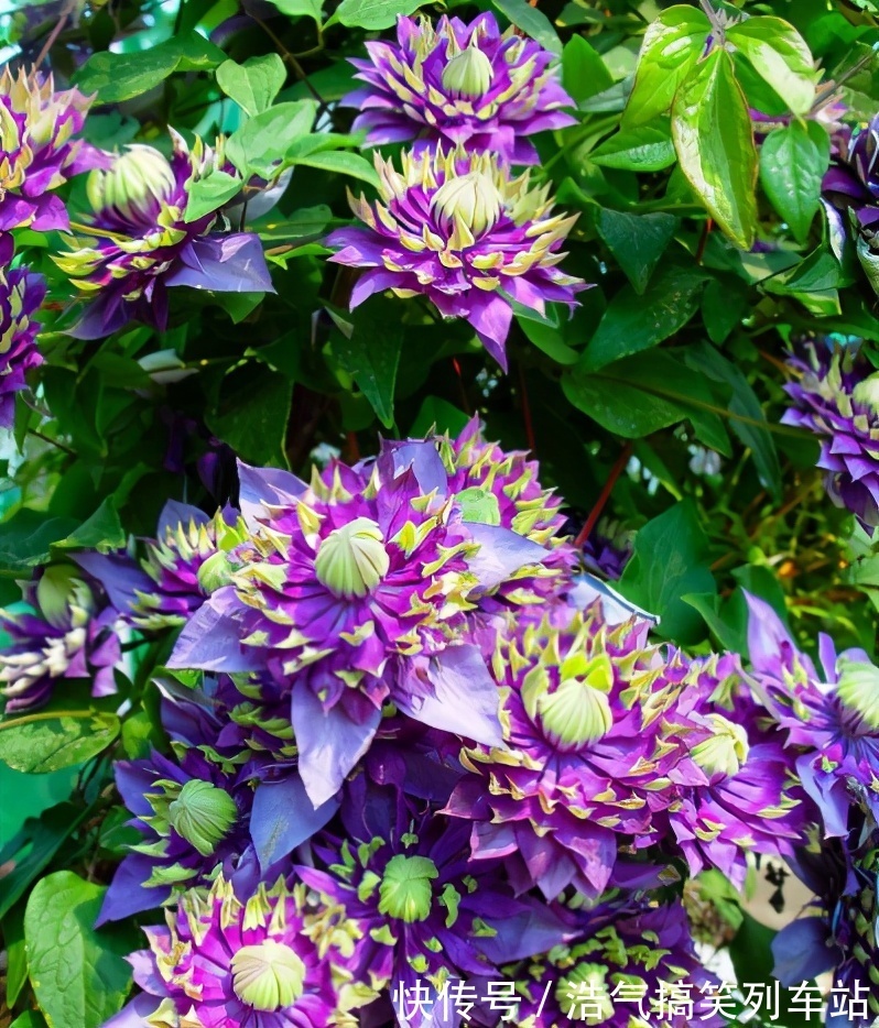 光照|想不想铁线莲春天开爆花?学会3点,轻轻松松开爆盆