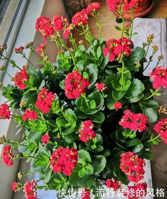 长寿花“装菜”不打花苞?注意这“三点”,花苞呼呼冒花儿满枝头