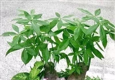 这7种花不浇水长的快，越浇水越养不活，看完还不赶紧停手吗？