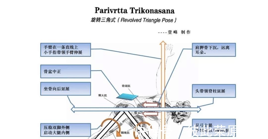 关节|瑜伽人须知的6个解剖学术语,附12个站立体式解剖图!