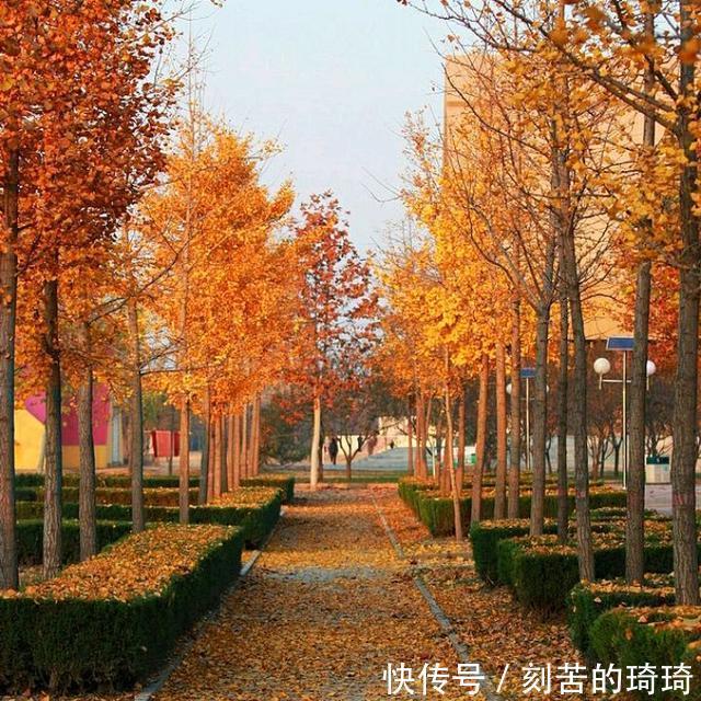 秋风&风婉约,雨薄凉,秋思缱绻秋韵静