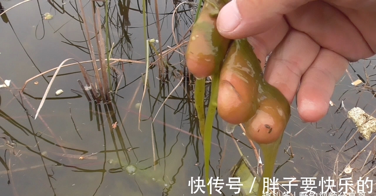 小黑哥|用图片说明,这种水草旁别打窝,打上窝子就离空军不远了