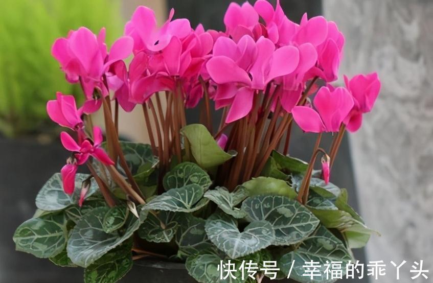 冬天养4盆花，浇水很关键，管住手才能多开花，你了解嘛